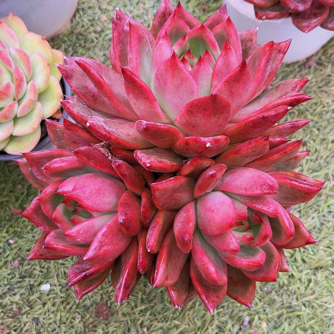 粉钻17公分9888888