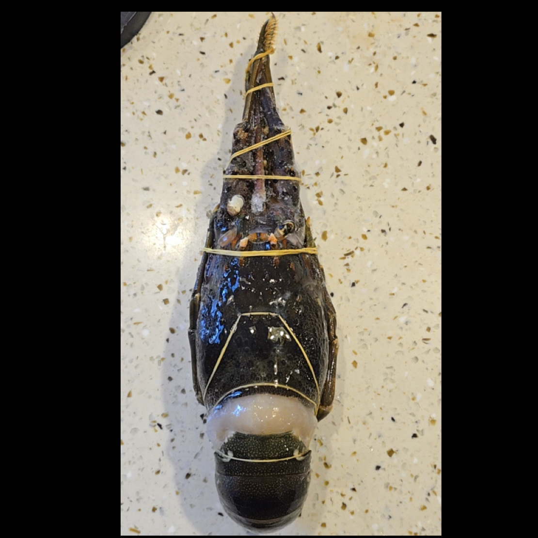 鲜美活冻越南小青龙虾