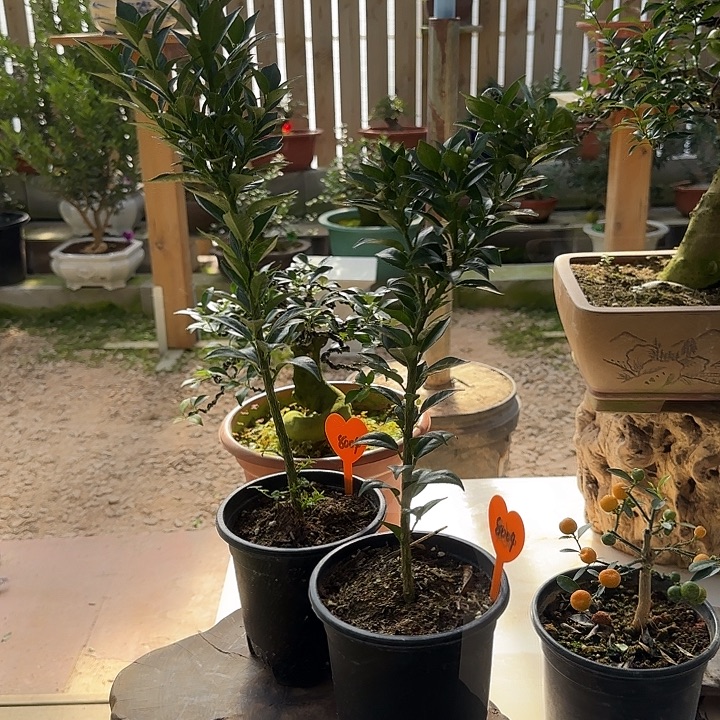 沧***叔直播间八房柑一物一拍