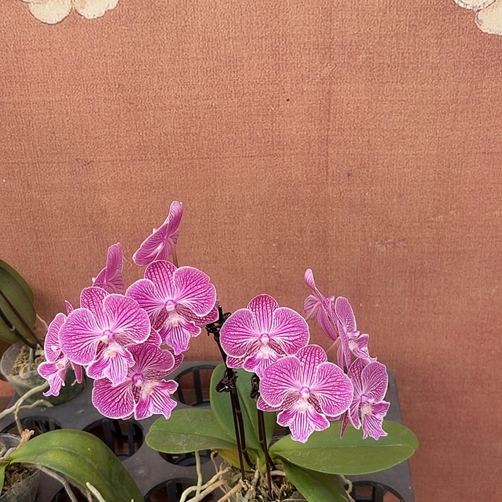 ****.完全开放0982蝴蝶兰实生