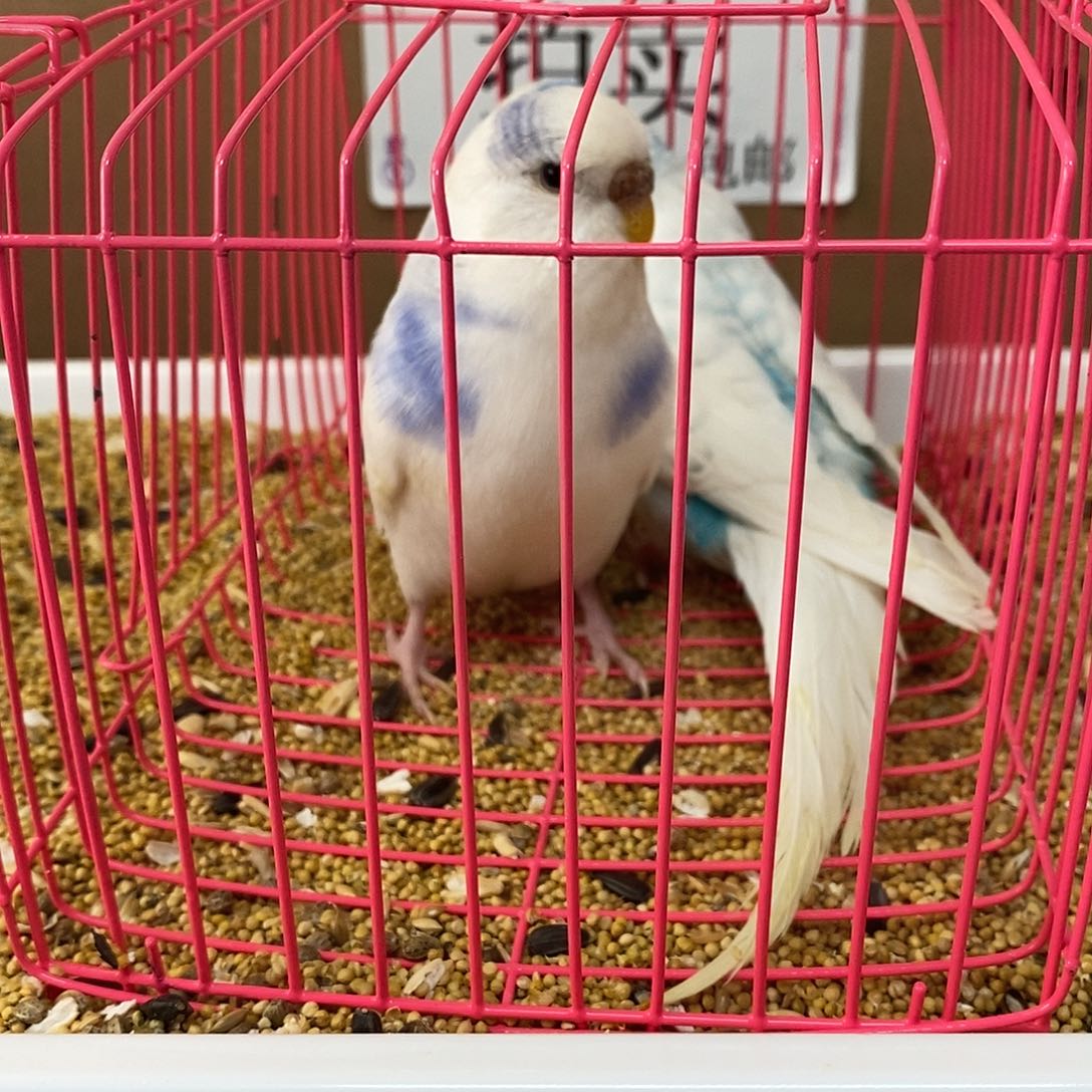 虎皮鹦鹉大头虎皮