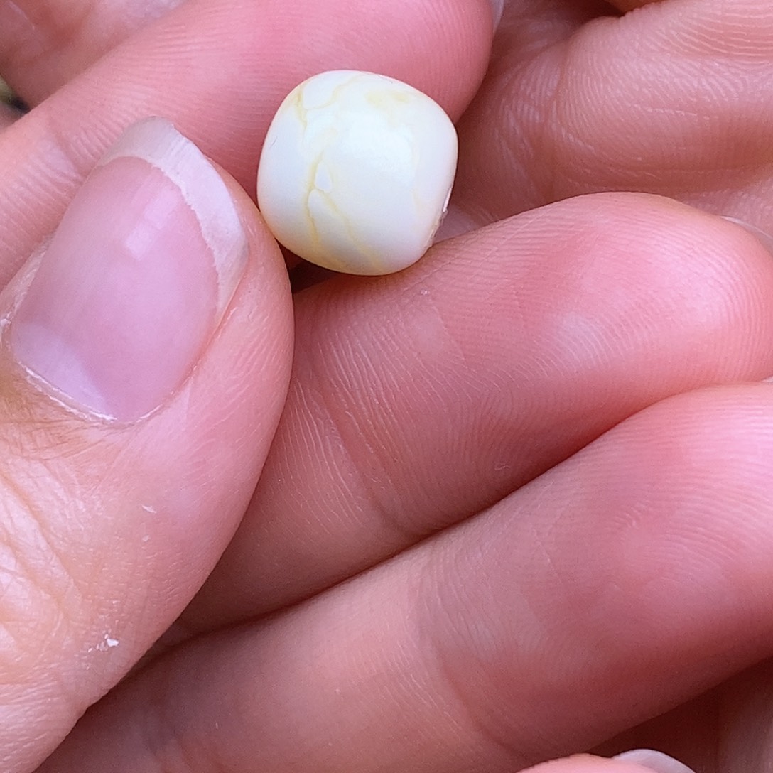 琥珀裸石未镶嵌l*o11mm 蜜蜡珠子