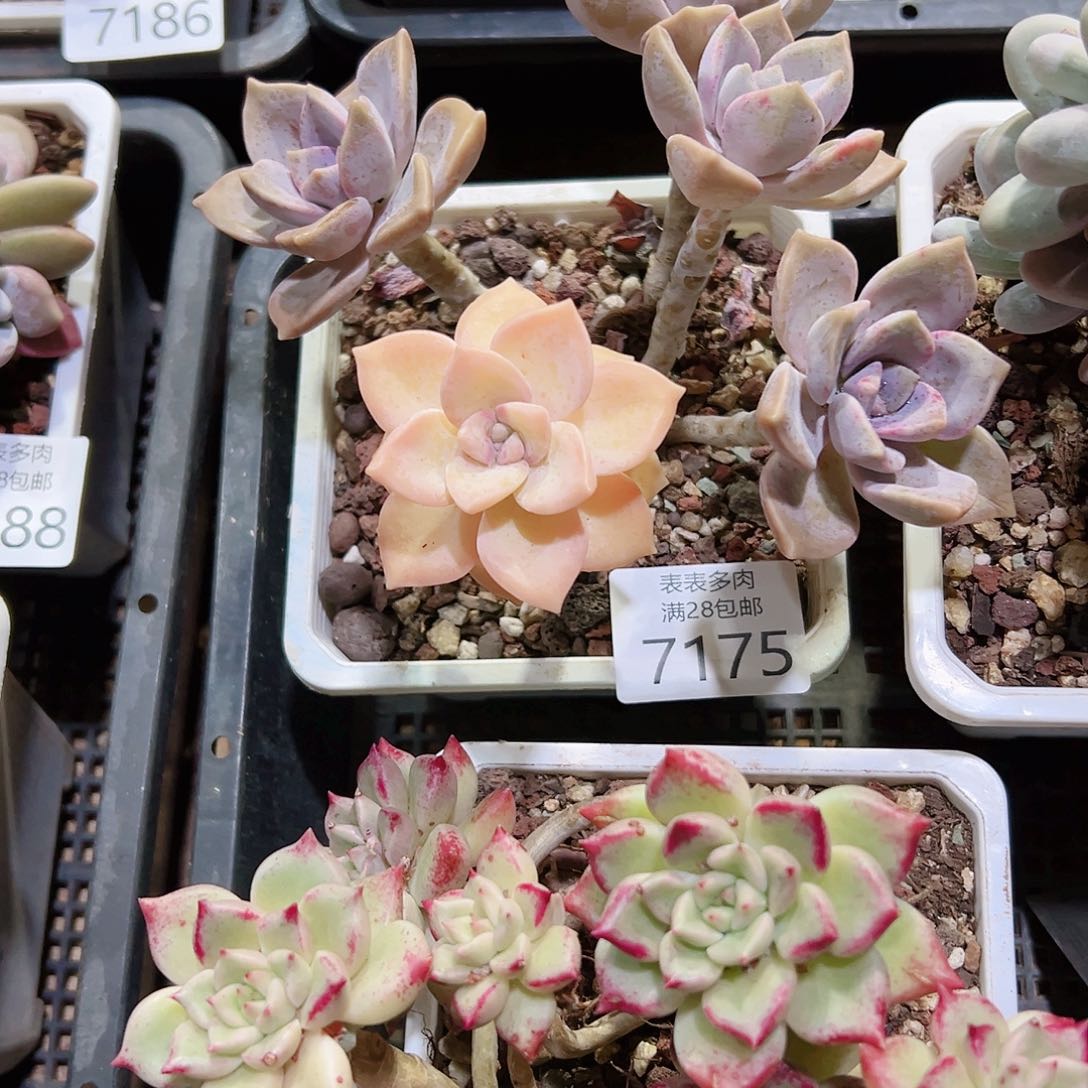 无花朵A**y多肉一物一拍7175