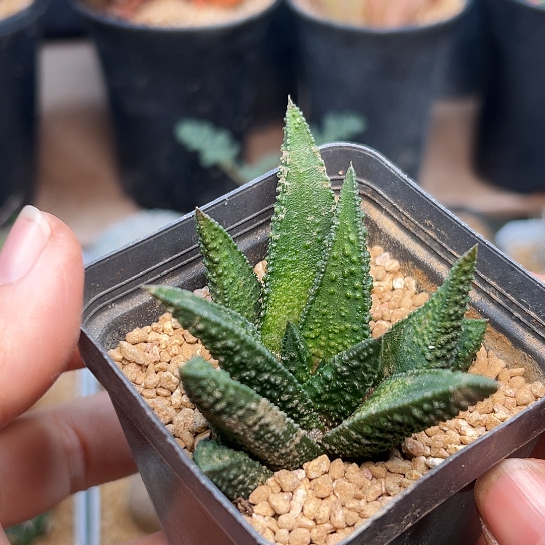 尤叶风车？好品种硬叶十二卷