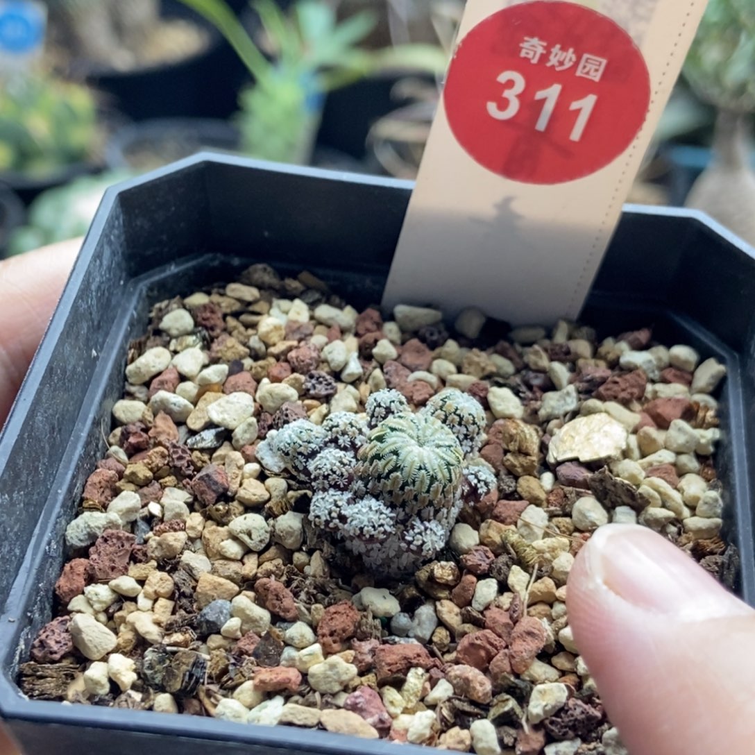 实生赤花精巧殿群一颗