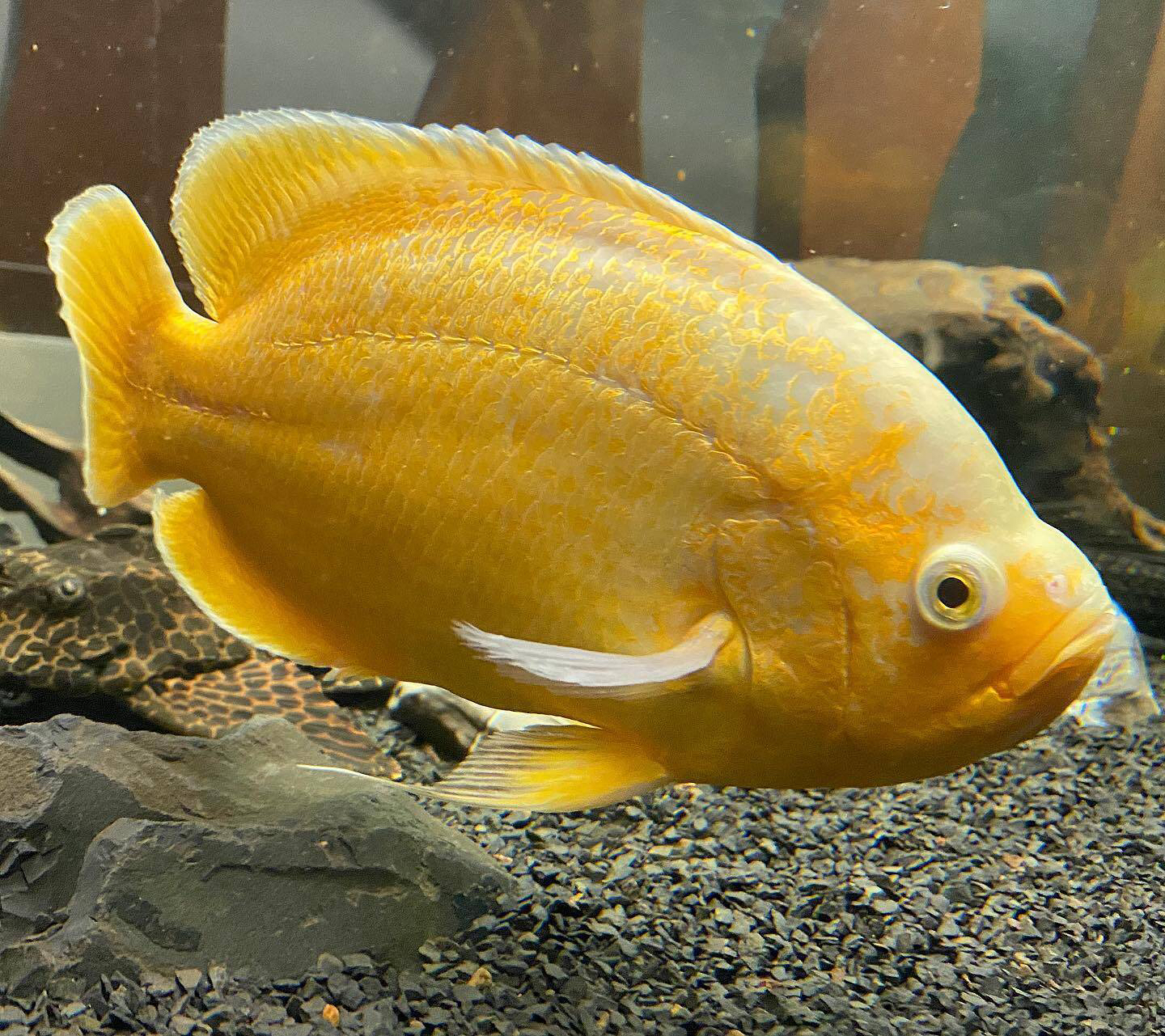 黄地图鱼黄金麒麟鱼热带观赏鱼猪仔鱼招财鱼13-15cm