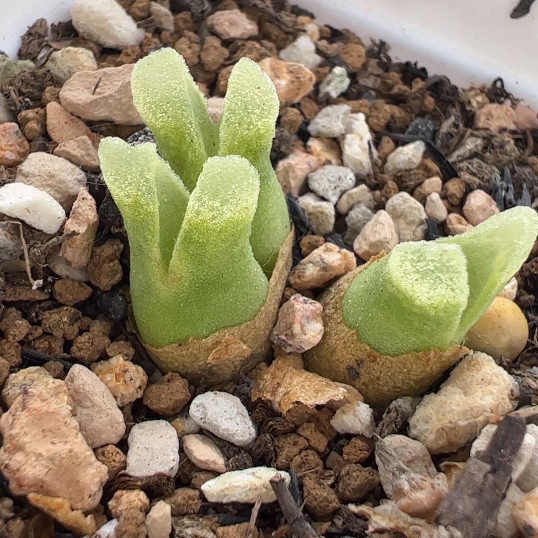 086多肉植物百科