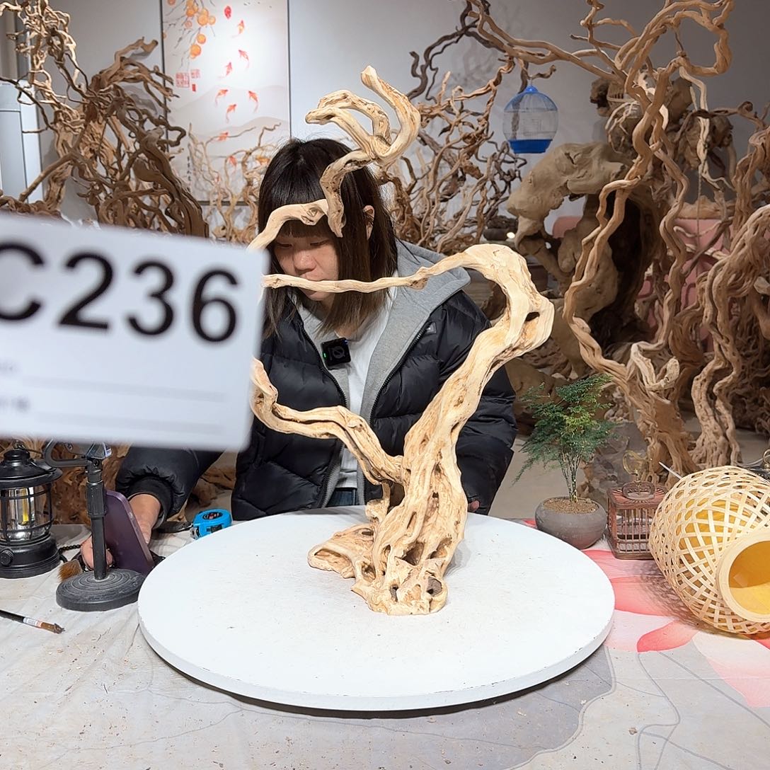 风车木（黑檀木）@***阳