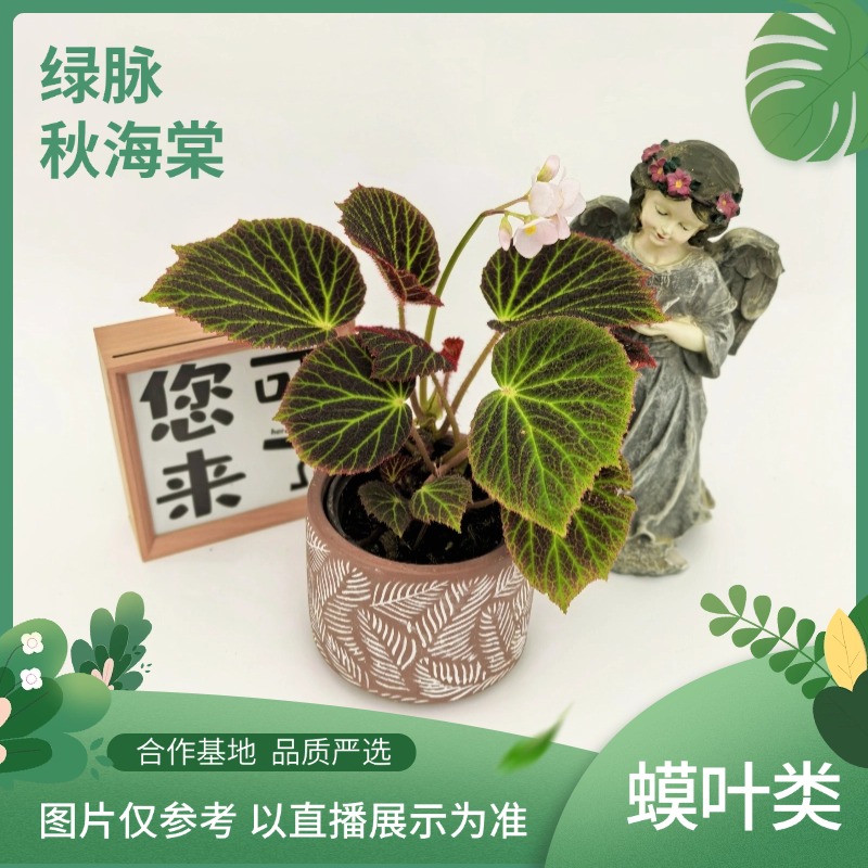 绿脉秋海棠室内观叶植物秋海棠盆栽