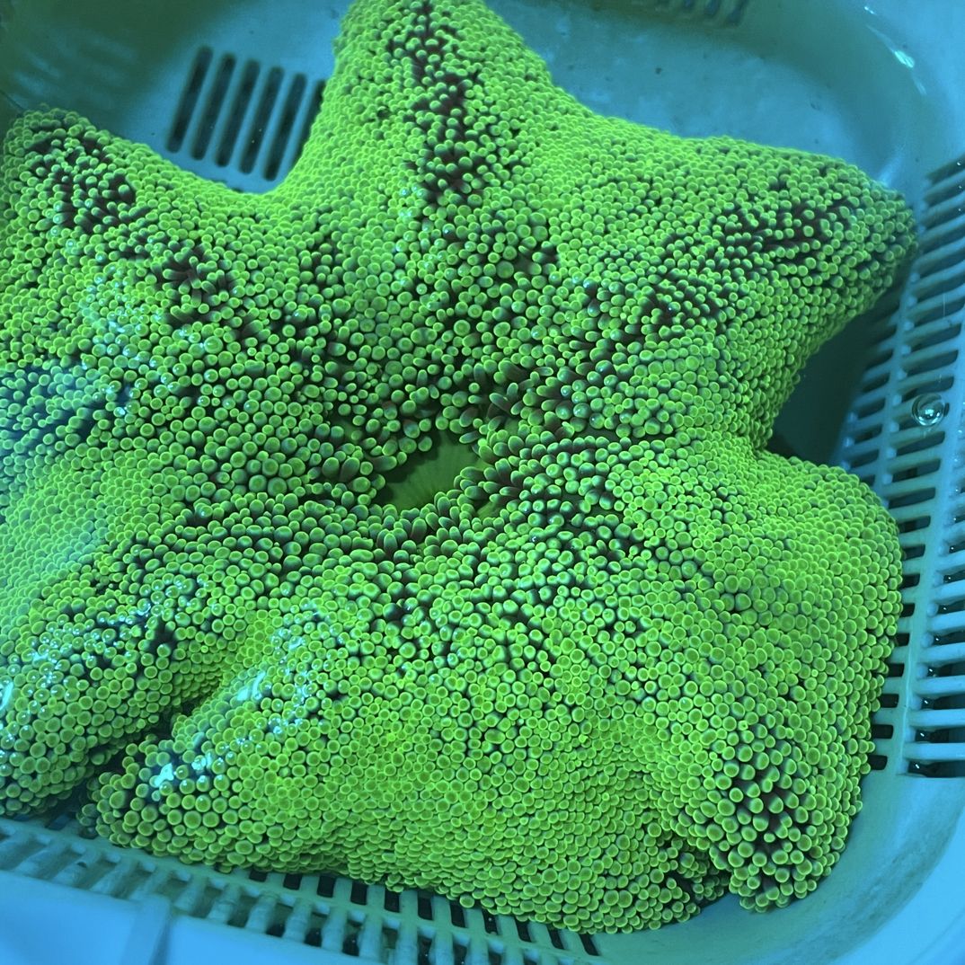 地毯海葵海缸宠物生物珊瑚造景海草海星观赏海水鱼尼莫小丑鱼