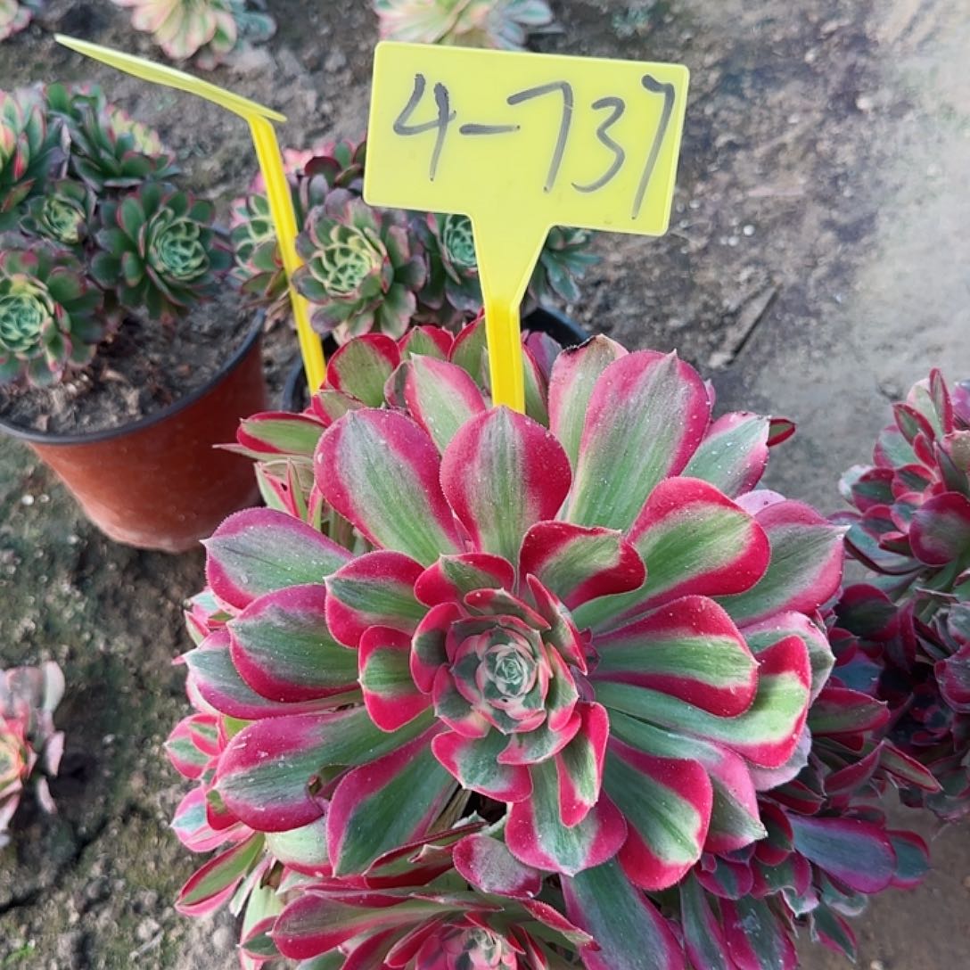 4+737---多头多肉植物