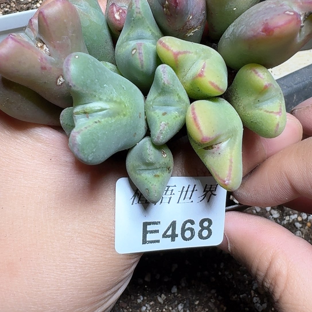 468盒多肉植物哇cv