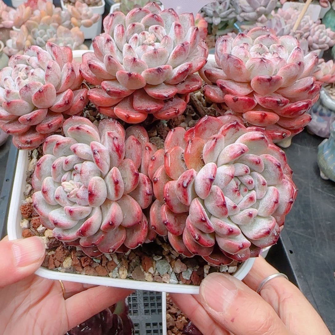 多肉植物9589…………….