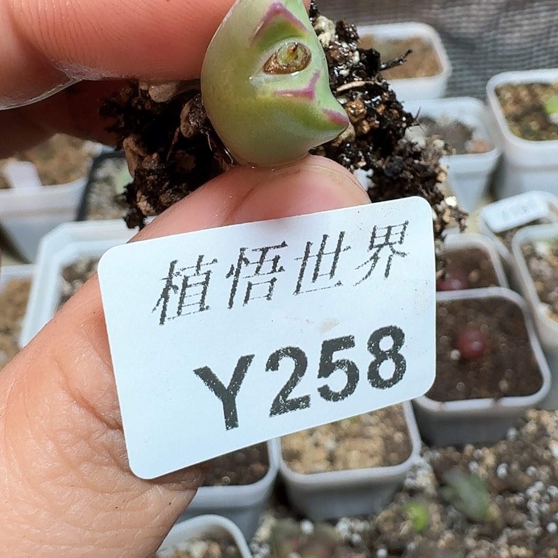 258号多肉植物哇d f