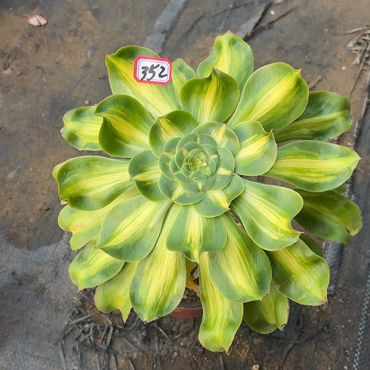 暴君宽锦352多肉植物
