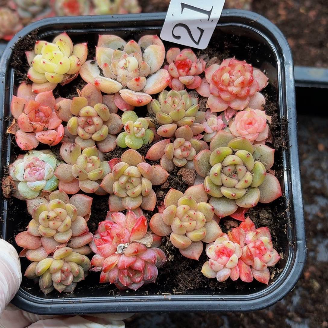 多肉植物多肉植物218