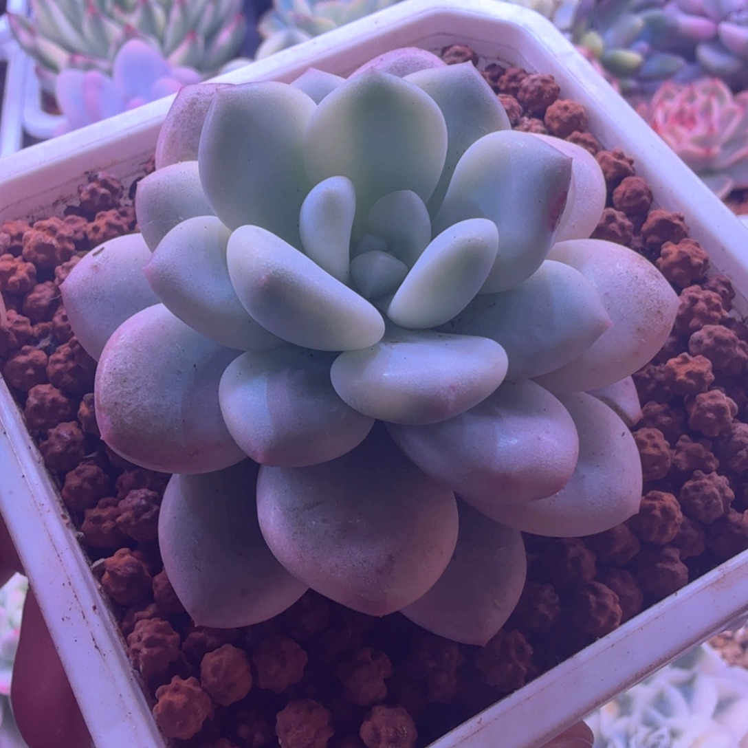 白马锦 多肉植物锦 