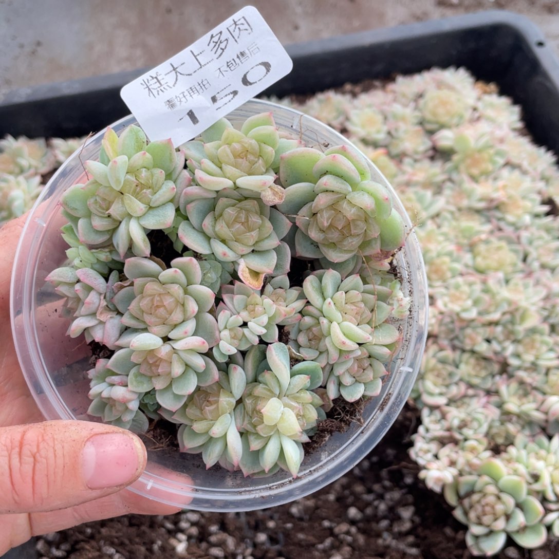 糕大上多肉植物150