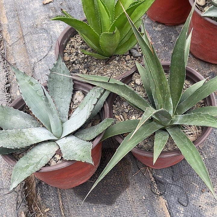 无花朵龙舌兰3组合