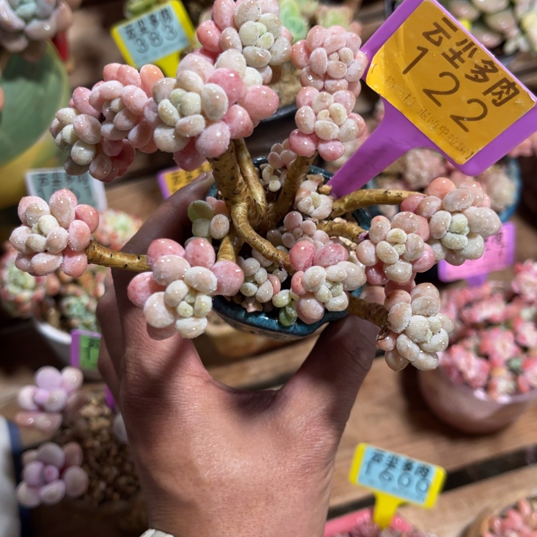 云尘多肉一物一拍不含盆122