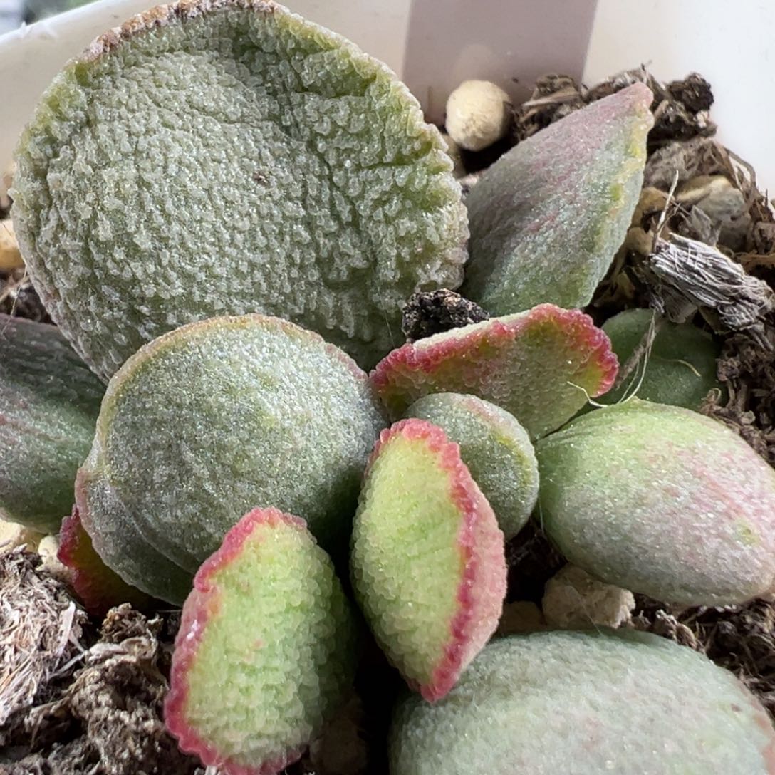 w流萤多肉植物水泡