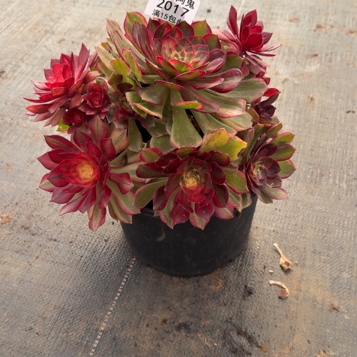 2017号黑魔锦群生三号棚门口