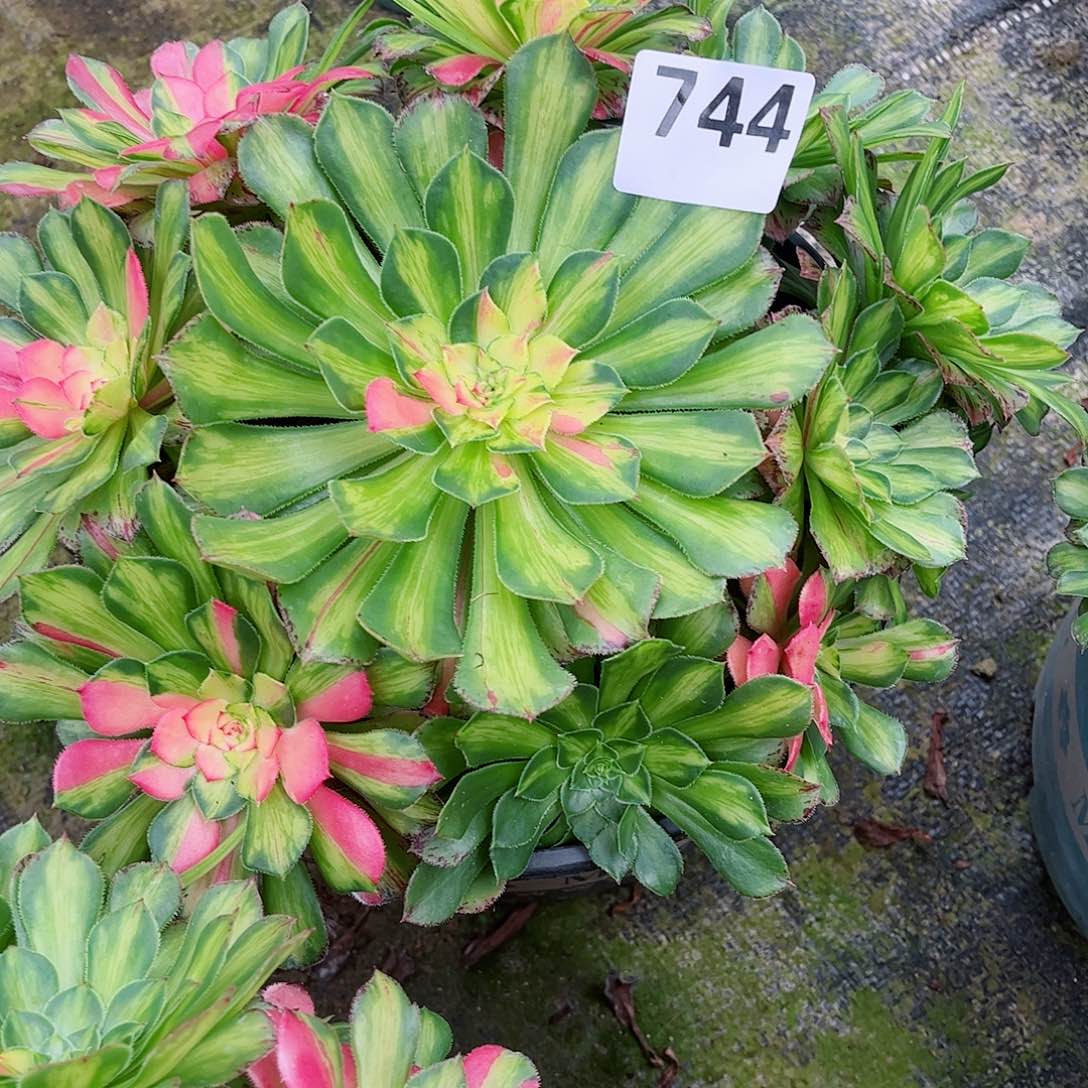 无花朵多肉植物744知否