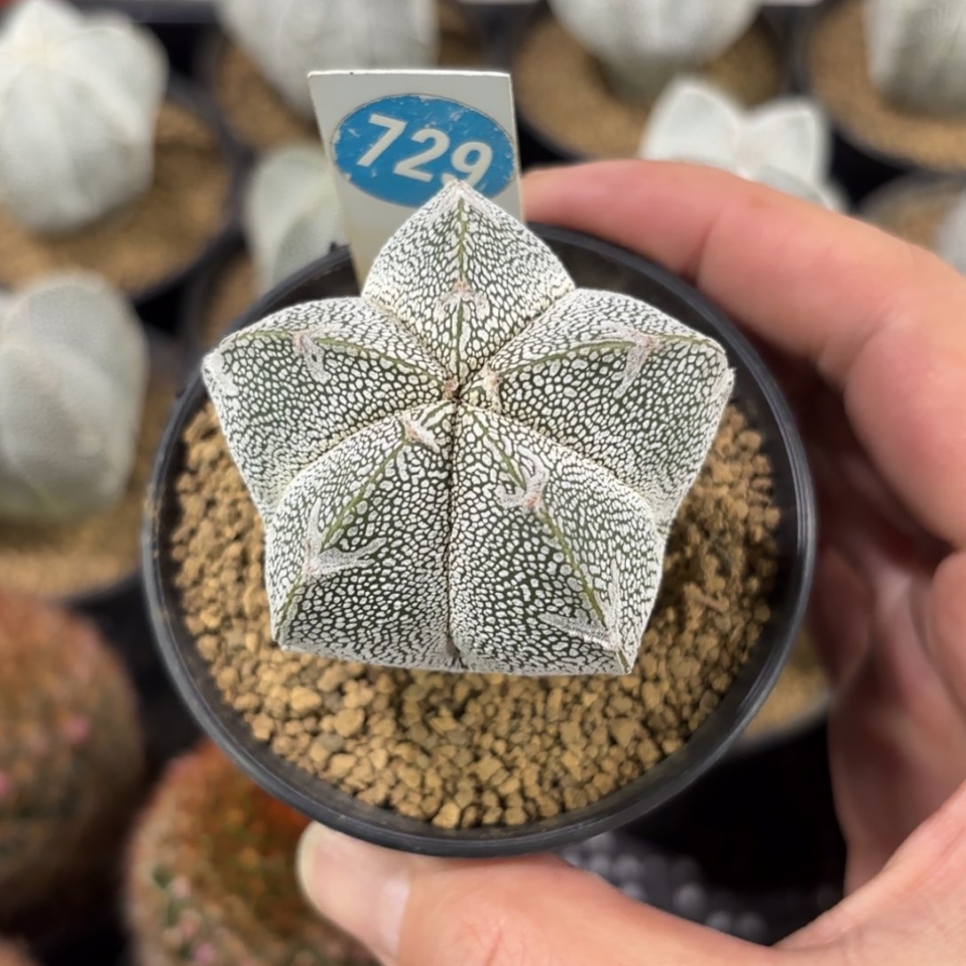 729实生恩冢鸾凤玉带盆带土