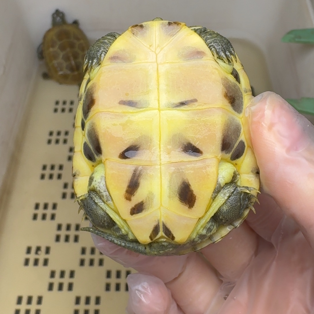 母绿毛龟木*?黄肉黄肉