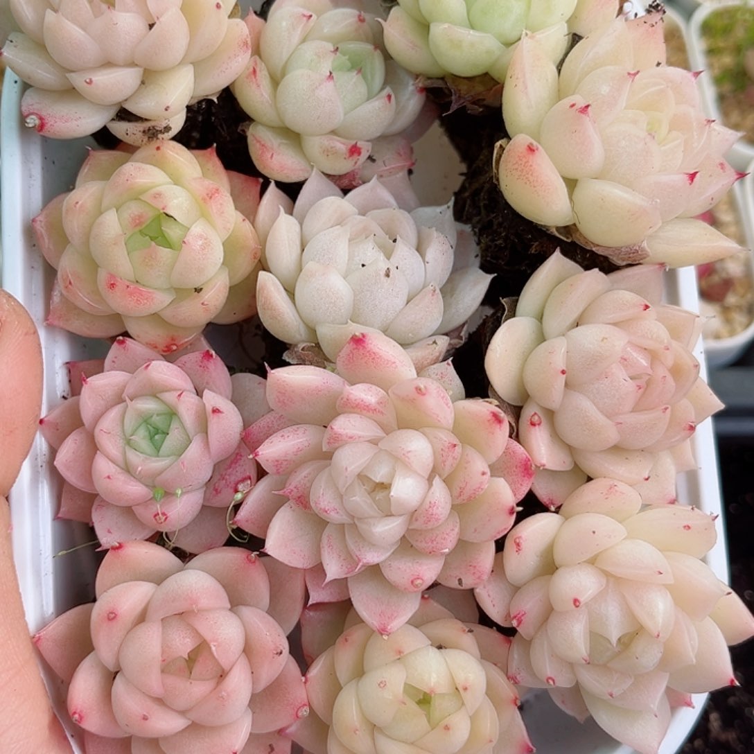 1-880 新疆西藏内蒙不发零度以下拍保温箱不拍不包损