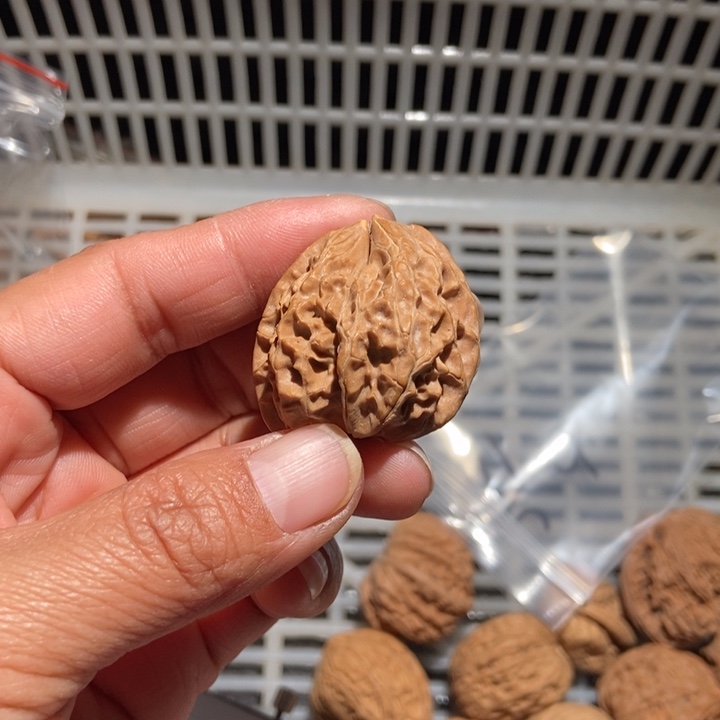 蛤***人核桃单只异形尺寸33