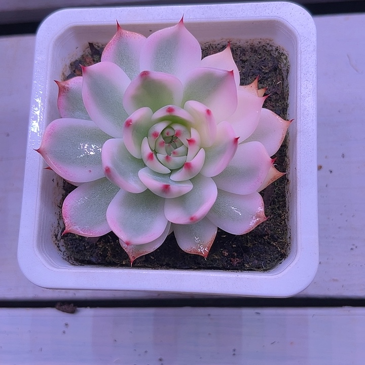 吉娃娃锦多肉植物