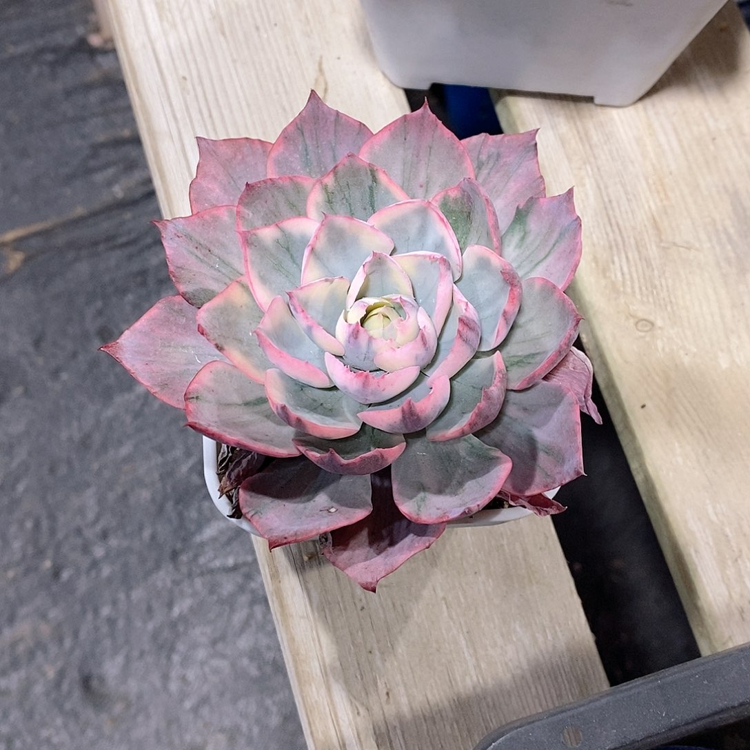 阿美星锦多肉植物老桩