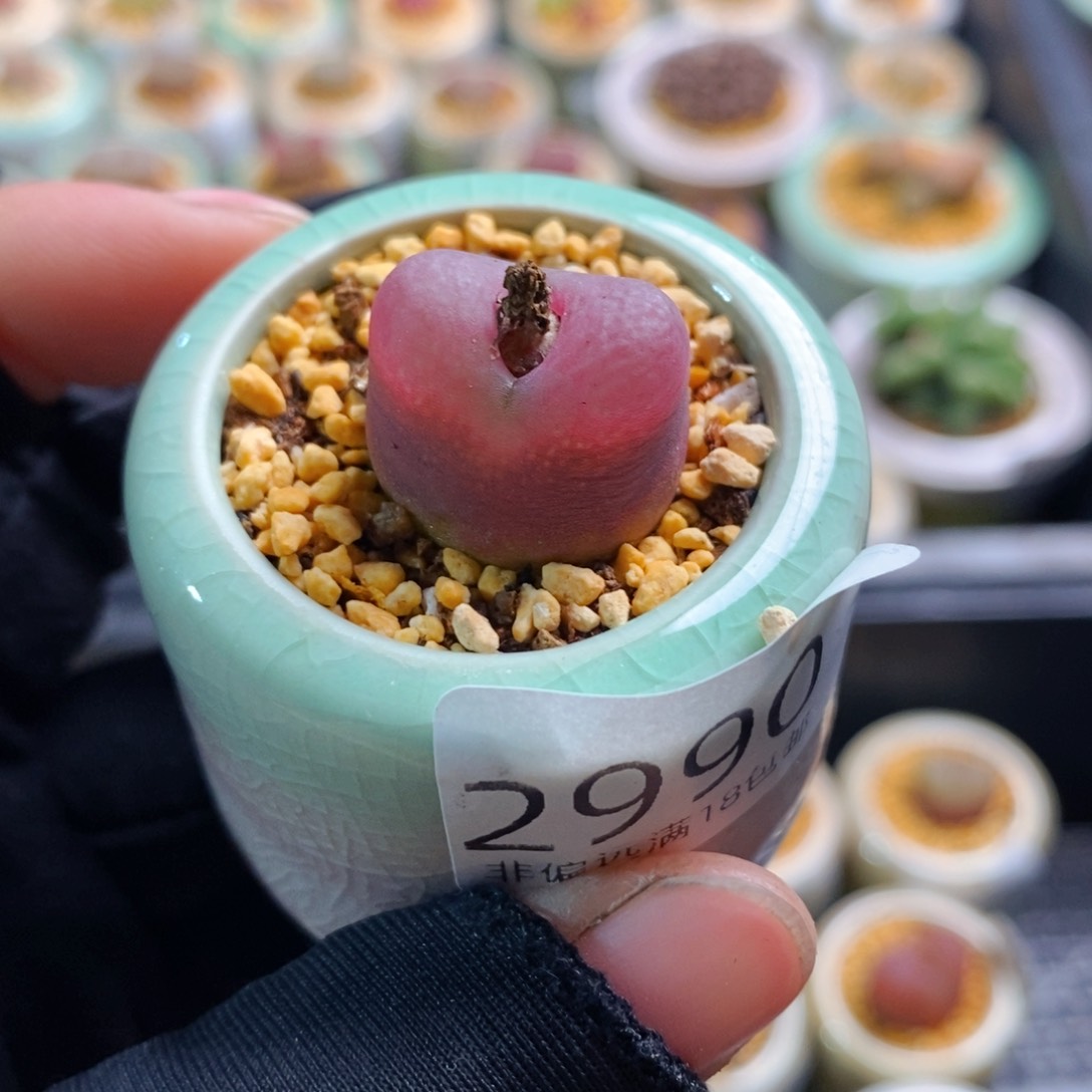 2990-一物一拍 带盆