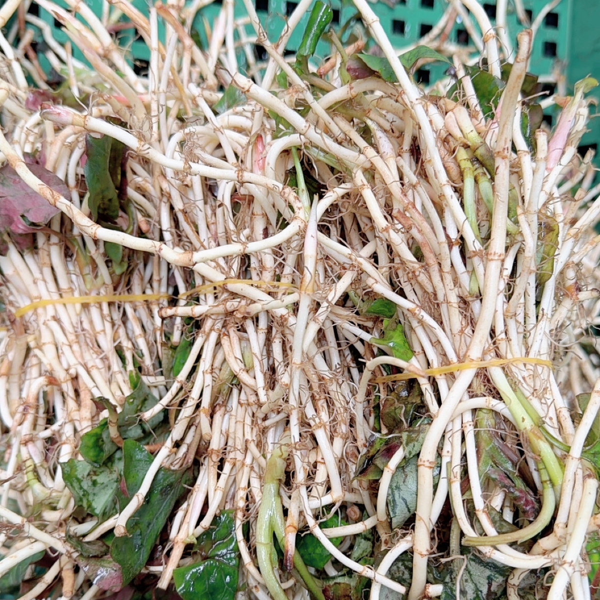 云南昭通折耳根鱼腥草现挖现发