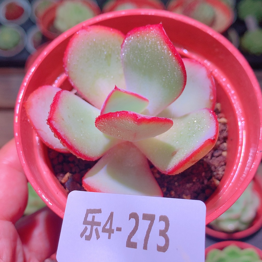 乐然4-273 白眉单头 