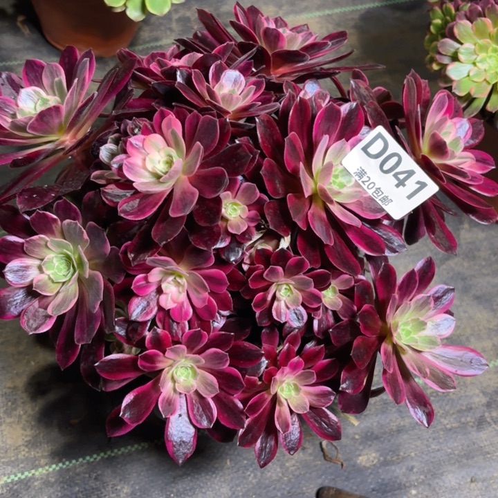 瑞妈园艺。02.01.041