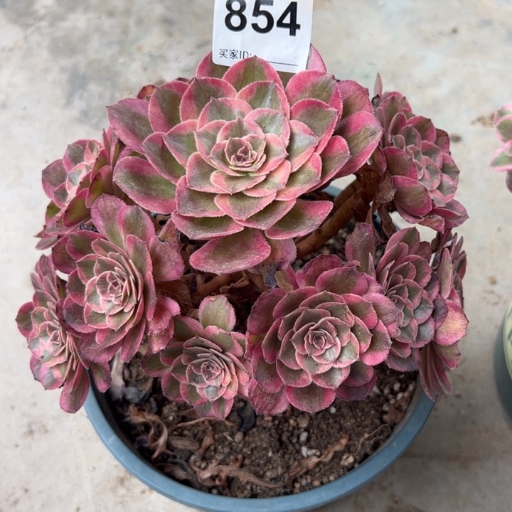 854云荷20厘米左右半木