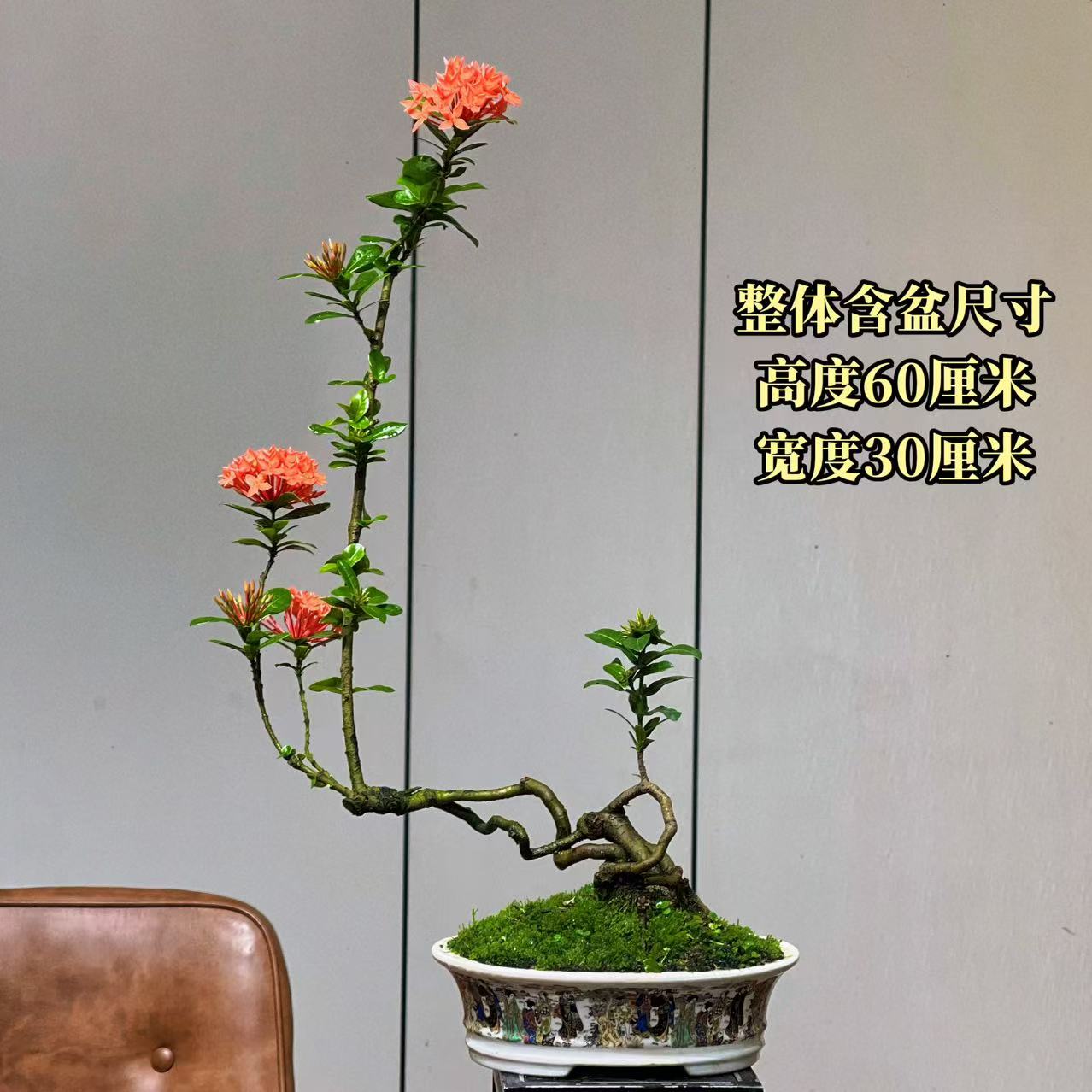 【叶胜园艺】精品小叶龙船花功夫桩盆景