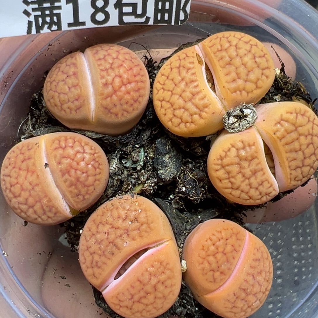 【闪购商品】766…..