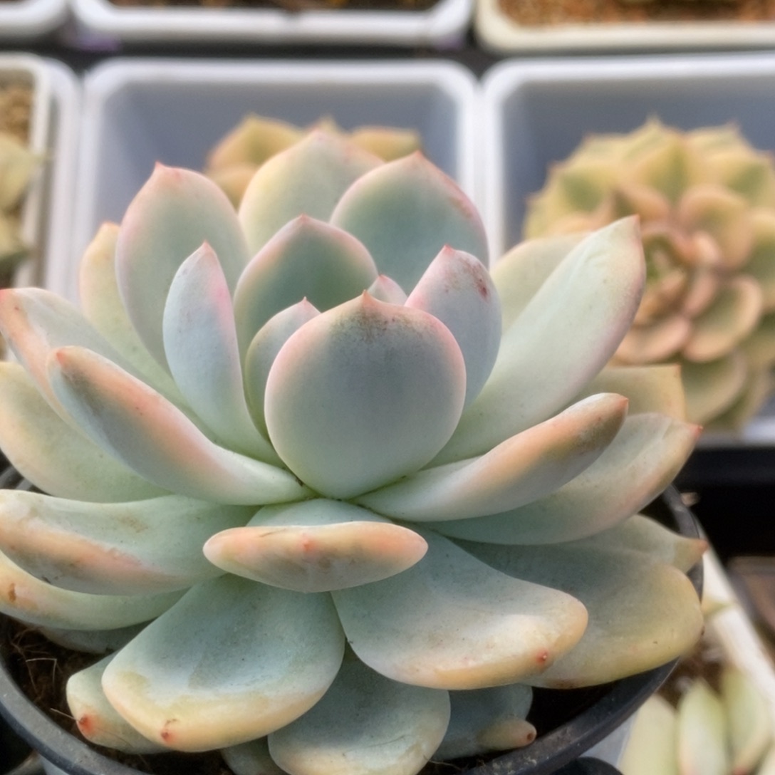 039橙子锦锦锦锦锦锦锦锦