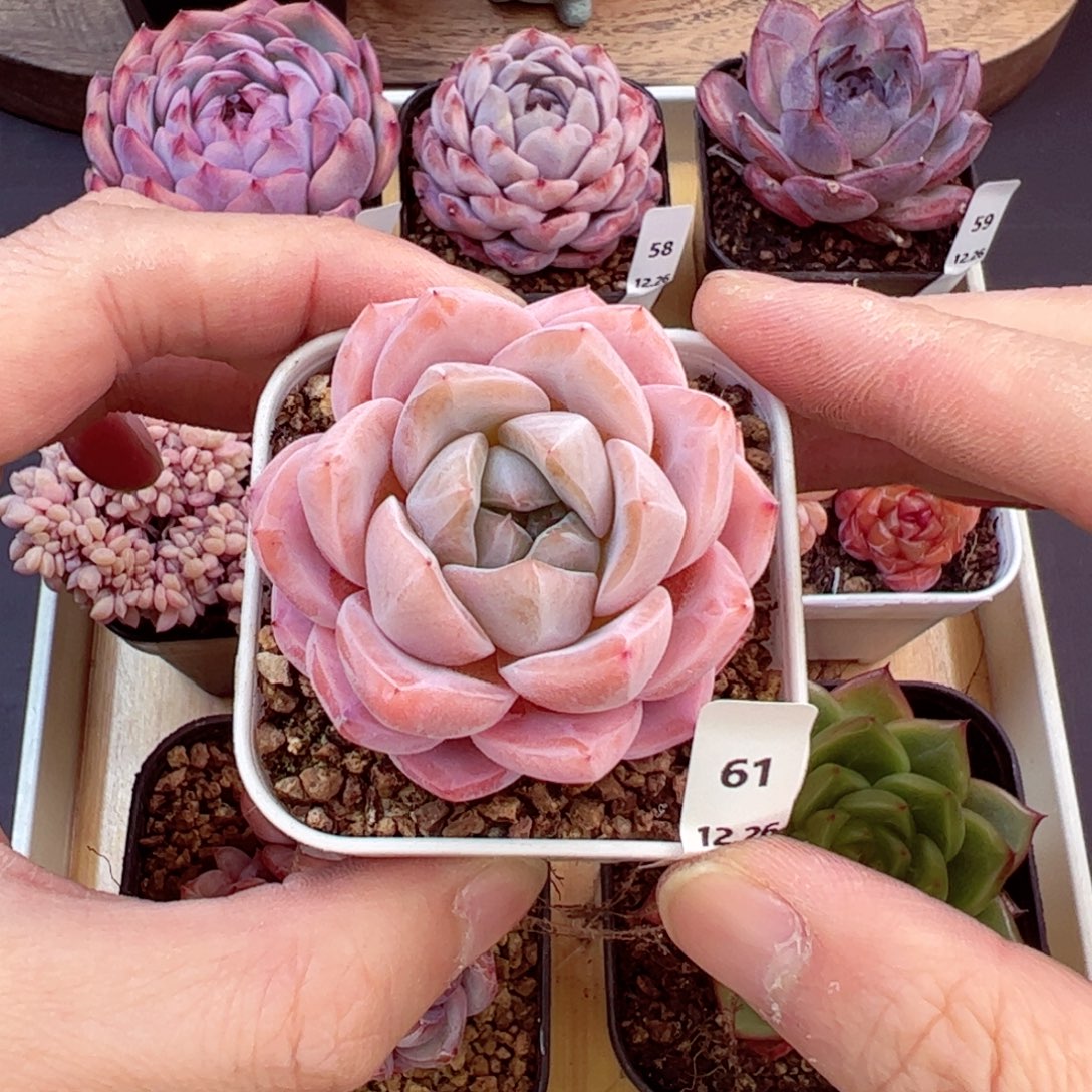 好好看60、哈哈哈哈