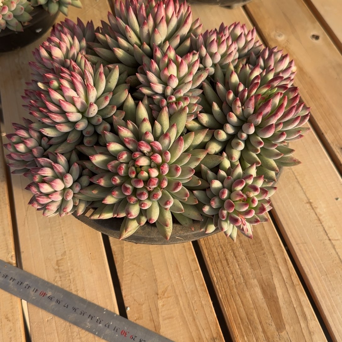 三***爱多肉植物二代虞美人