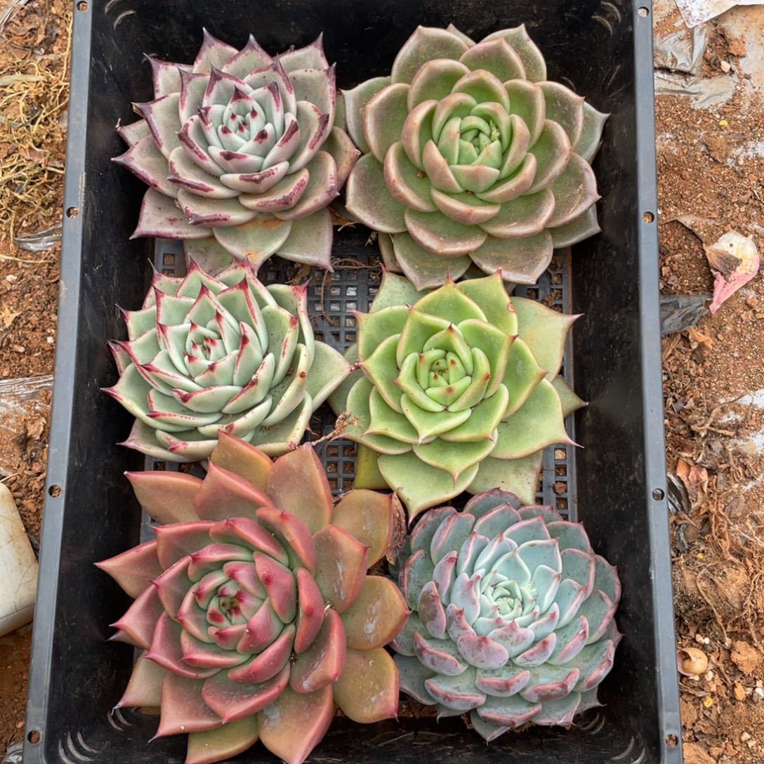 无花朵若如东云组拍E139