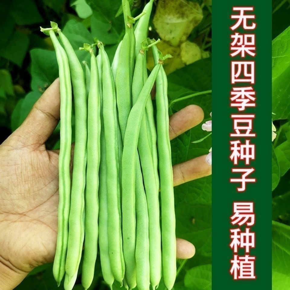 【全店满5包包邮】高产有架无架早熟四季豆种子农家阳台种蔬菜种籽