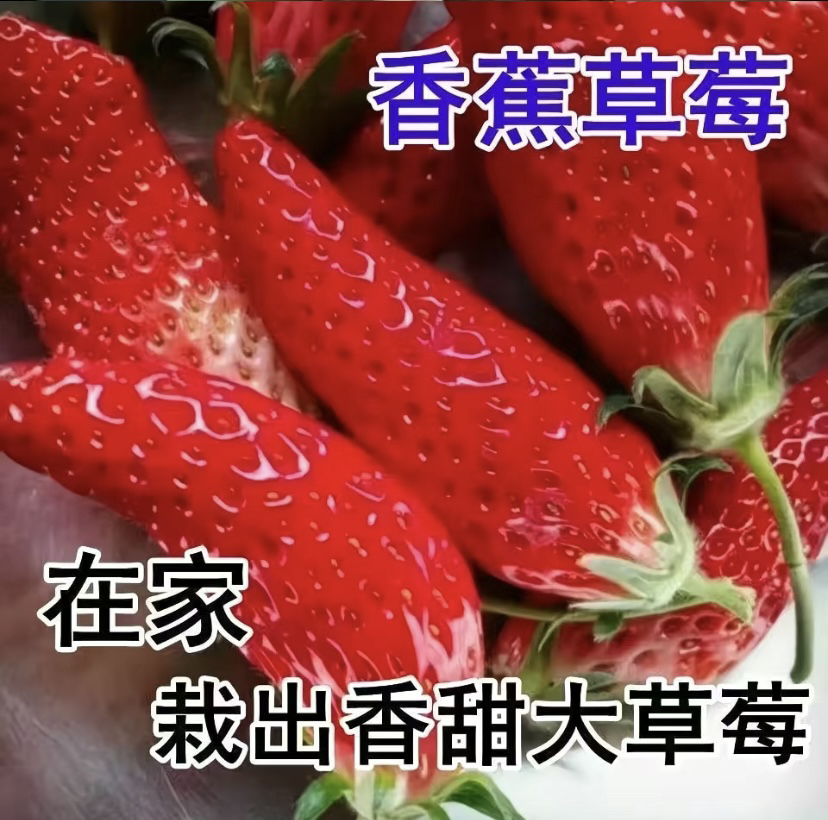 香蕉草莓苗，可盆栽地栽室内室外种植