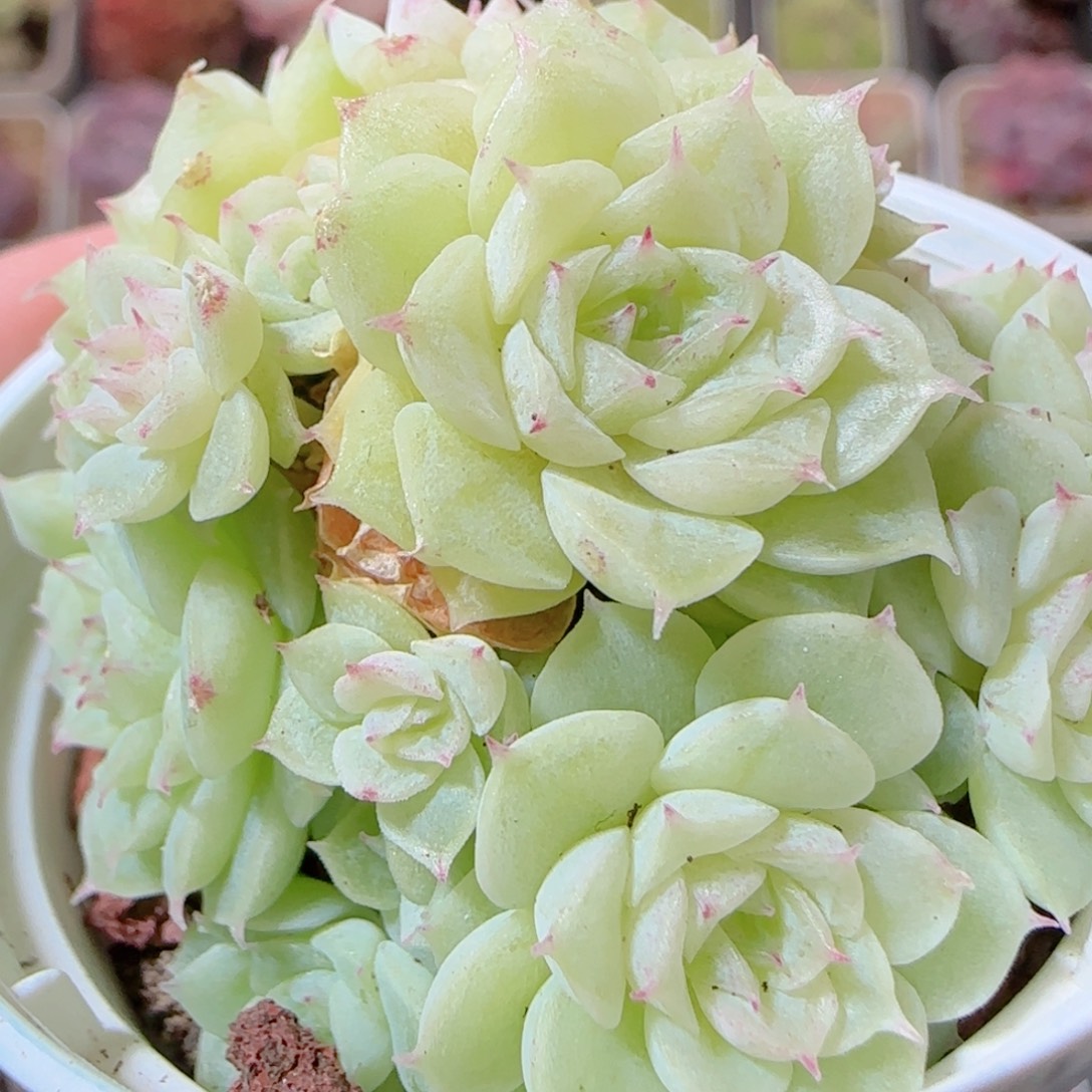 花语多肉1205-290散