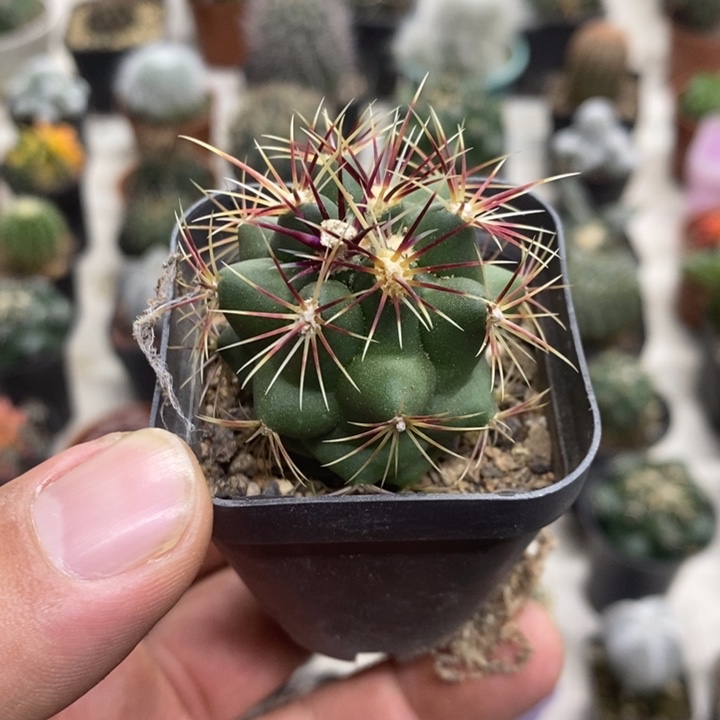 实生大统领特价福利