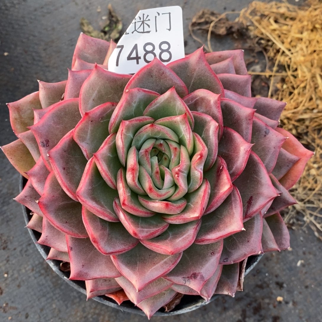 香***香杂交精品多肉7488~12厘米