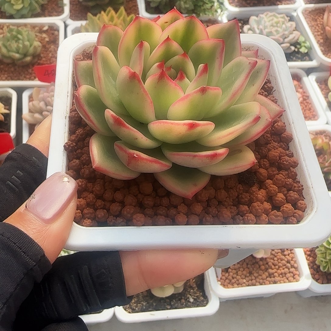 蔚蓝乌木锦多肉植物